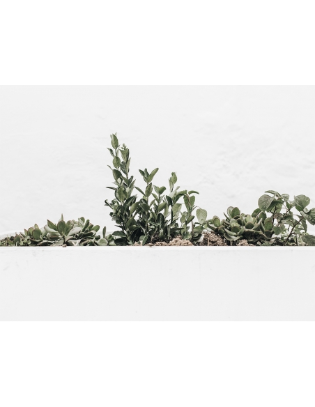 Lámina Cactus Maceta 5