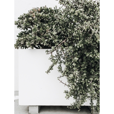 Lámina Cactus Maceta 6