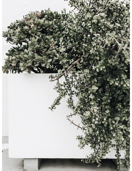 Lámina Cactus Maceta 6