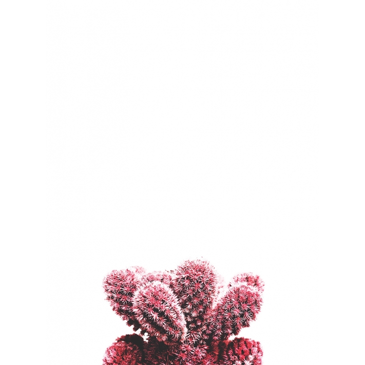 Lámina Cactus rojo