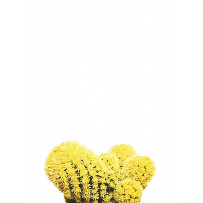 Lámina Cactus Suculenta Amarilla
