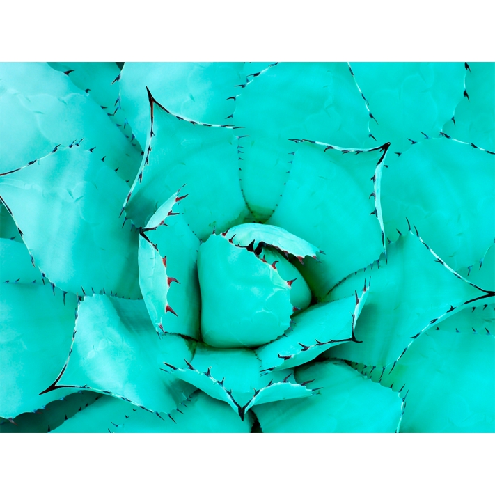 Lámina Cactus Suculenta Azul