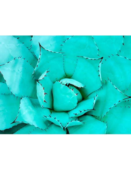 Lámina Cactus Suculenta Azul