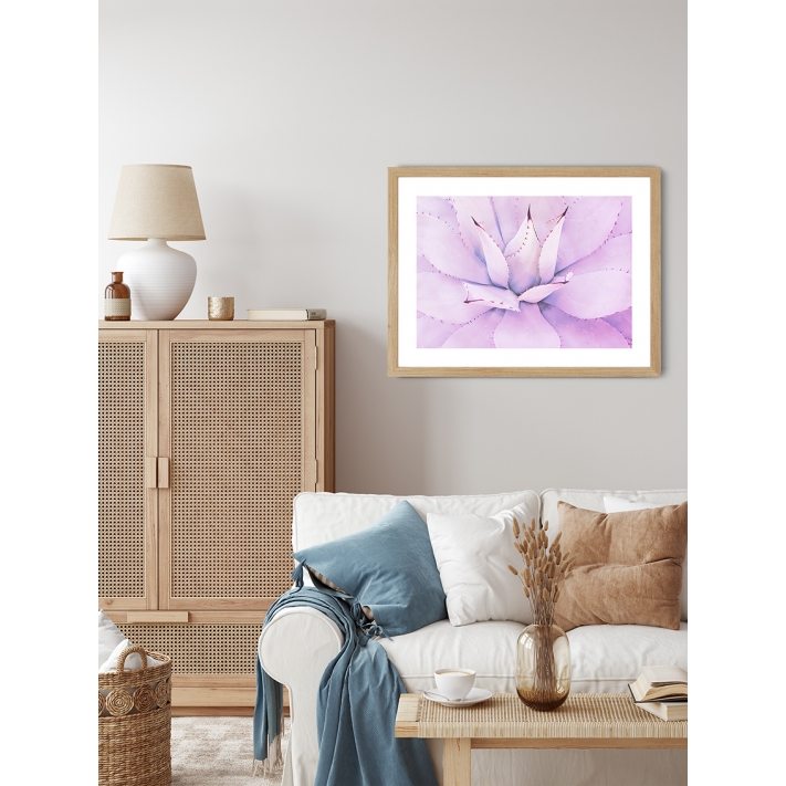 Lámina Cactus Suculenta Purpura