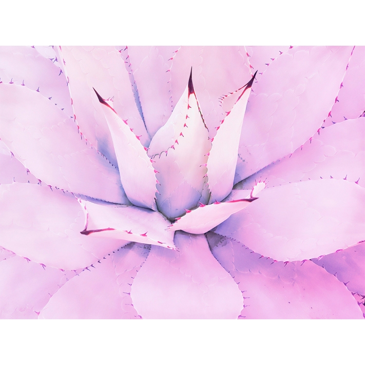Lámina Cactus Suculenta Purpura