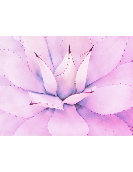 Lámina Cactus Suculenta Purpura