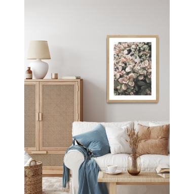 Lámina Cactus Suculenta Rosa 2