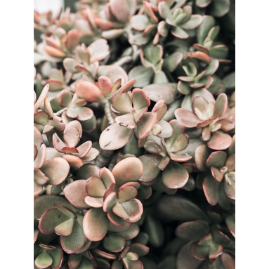 Lámina Cactus Suculenta Rosa