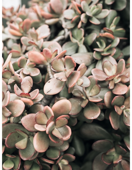 Lámina Cactus Suculenta Rosa