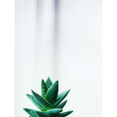 Lámina Cactus Suculenta Verde