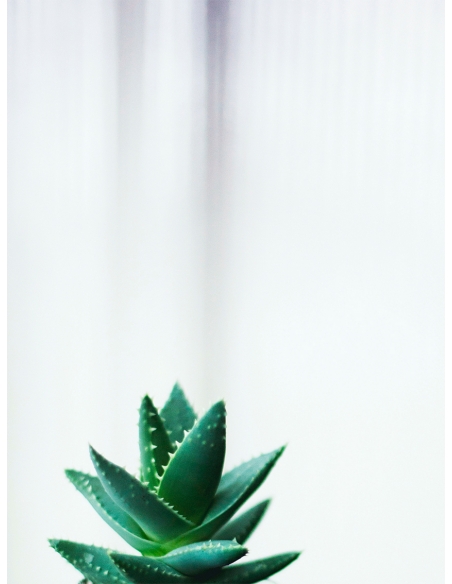 Lámina Cactus Suculenta Verde