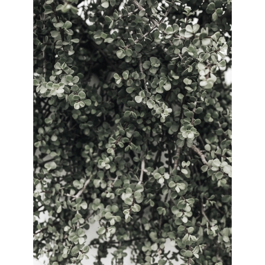 Lámina Cactus Suculenta Verde2