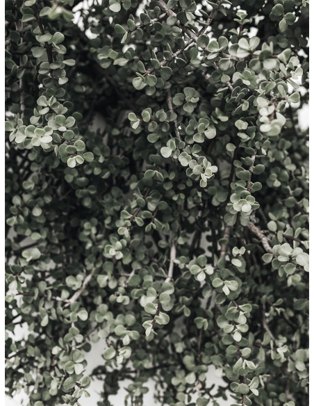 Lámina Cactus Suculenta Verde2