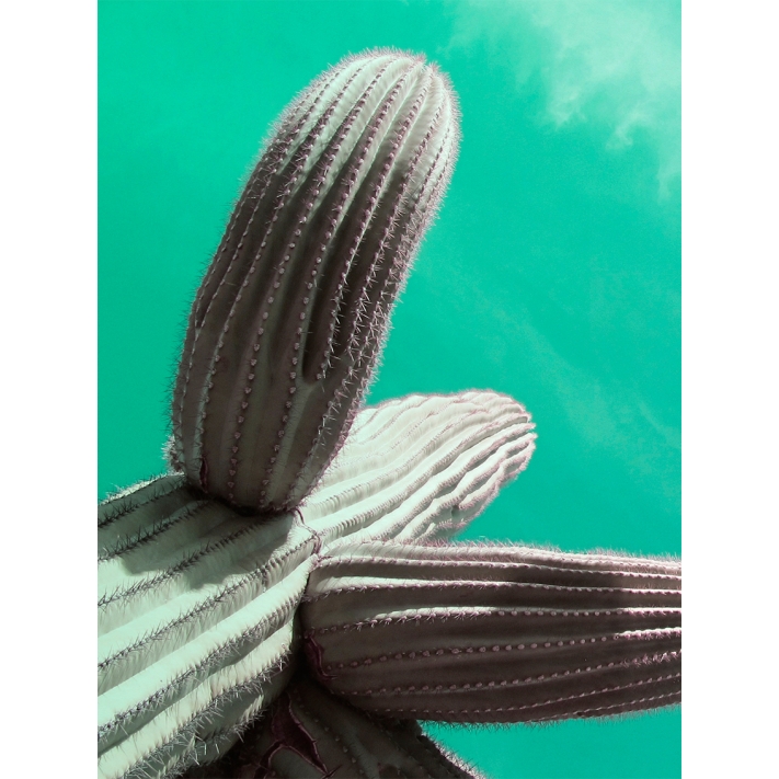 Lámina Cactus Verde