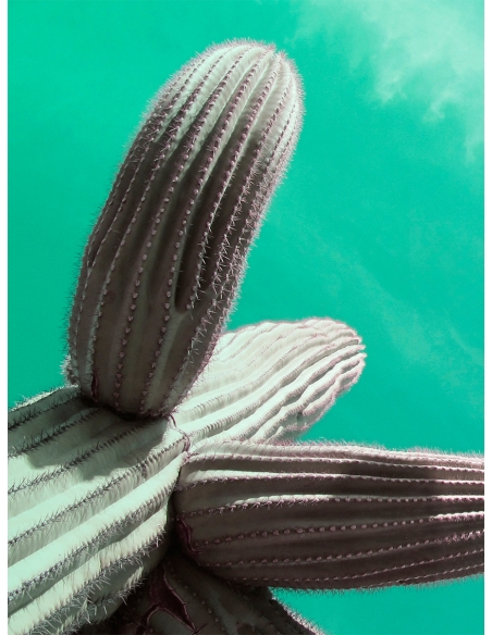 Lámina Cactus Verde