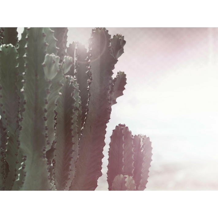 Lámina Cactus 2