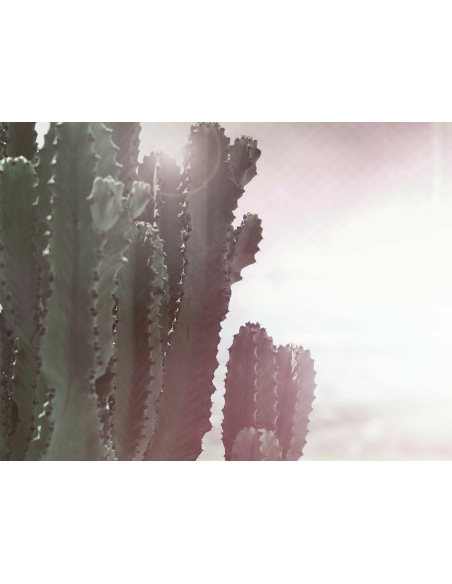 Lámina Cactus 2
