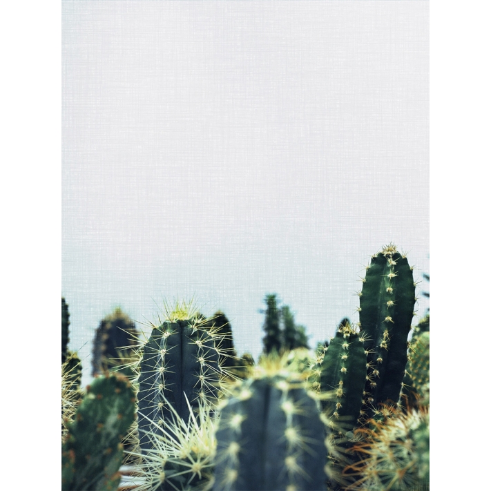 Lámina Cactus 3