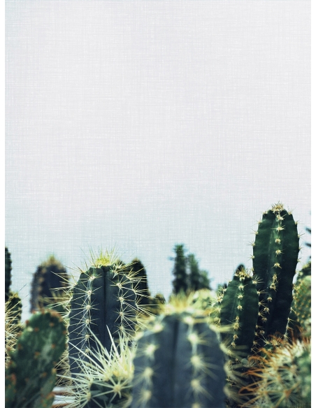 Lámina Cactus 3