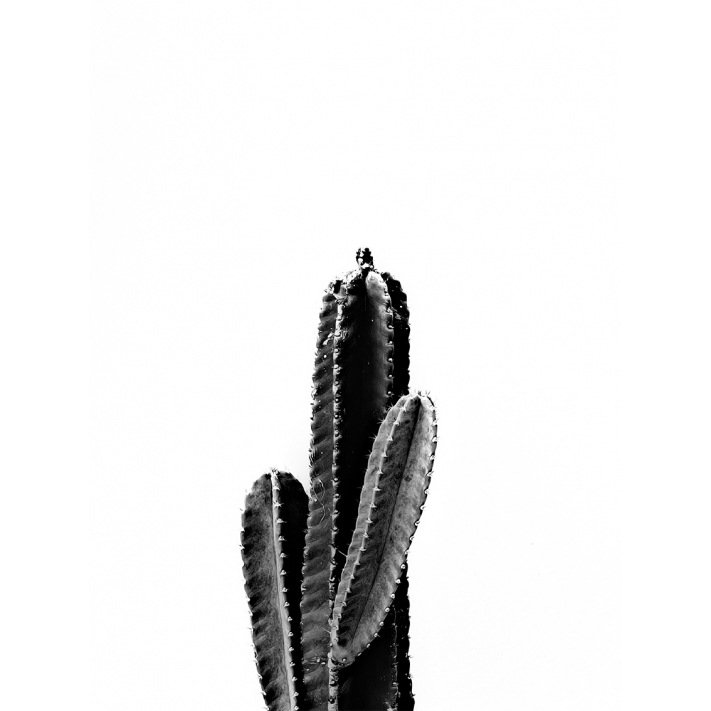 Lámina Cactus4