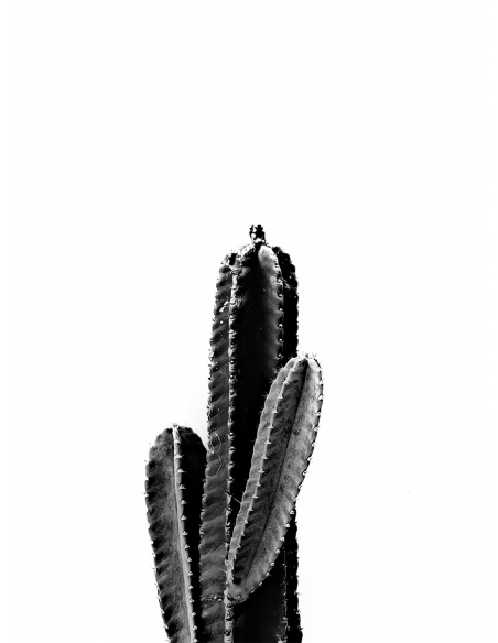 Lámina Cactus4 Lámina Cactus4