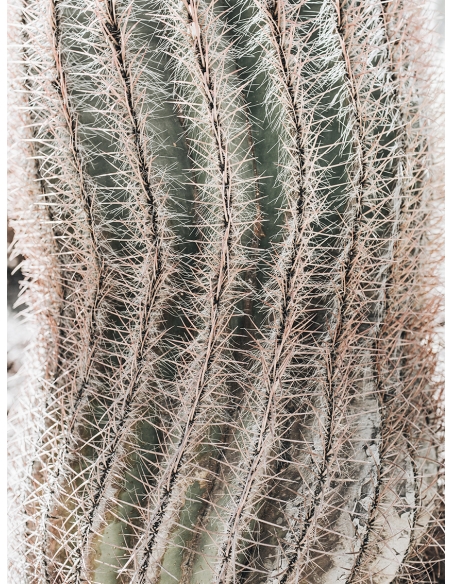 Lámina Cactus 5