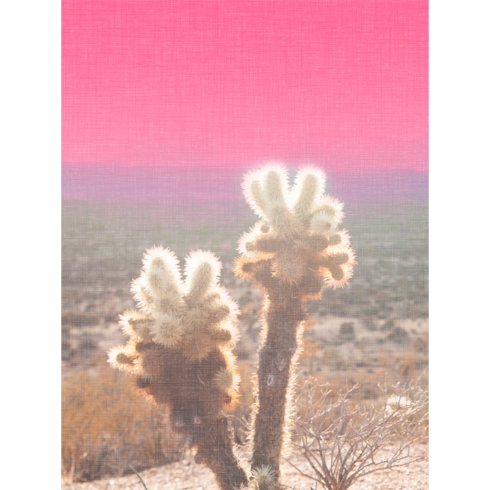 Lámina Cactus 7