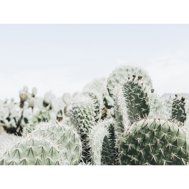 Lámina Cactus 9