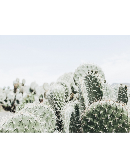 Lámina Cactus 9