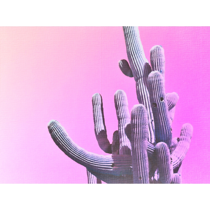 Lámina Cactus Rosa