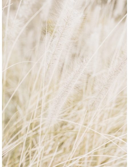Lámina Campo Trigo