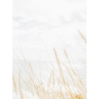Lámina Campo Trigo 2