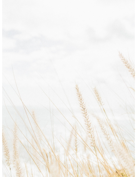 Lámina Campo Trigo 2