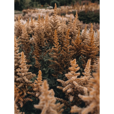 Lámina Campo Vegetal