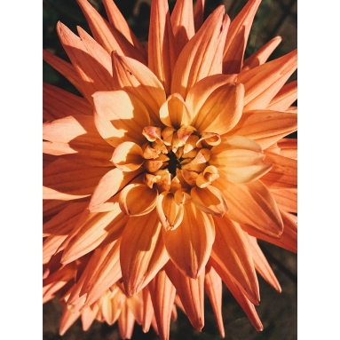 Lámina Flor abierta