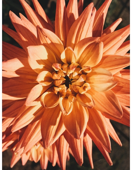 Lámina Flor abierta