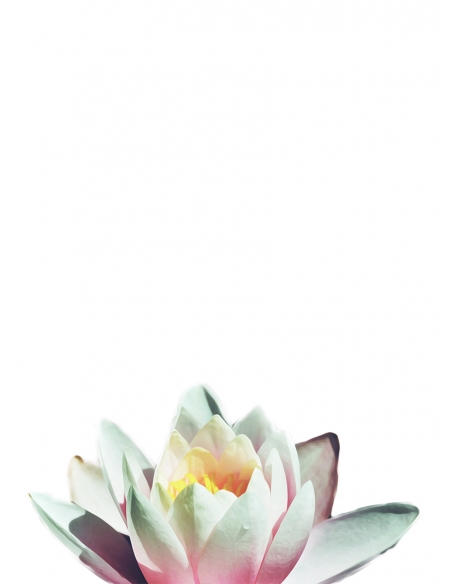 Lámina Flor Blanca Lámina Flor Blanca