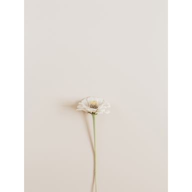 Lámina Flor Blanca 2