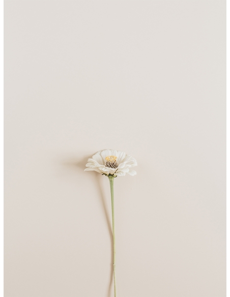Lámina Flor Blanca 2 Lámina Flor Blanca 2