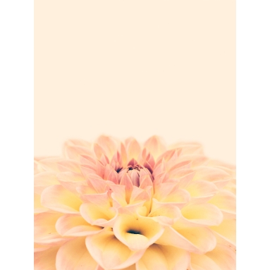 Lámina Flor Bohemia