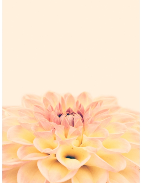 Lámina Flor Bohemia