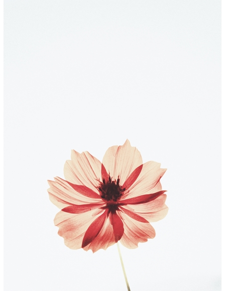 Lámina Flor de Luz Lámina Flor de Luz