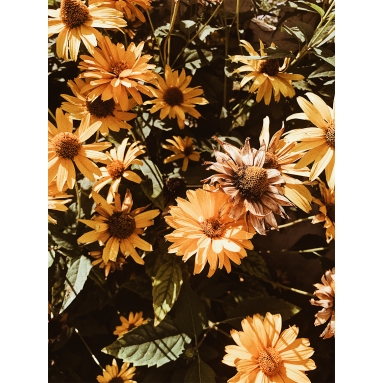 Lámina Flores Amarillas