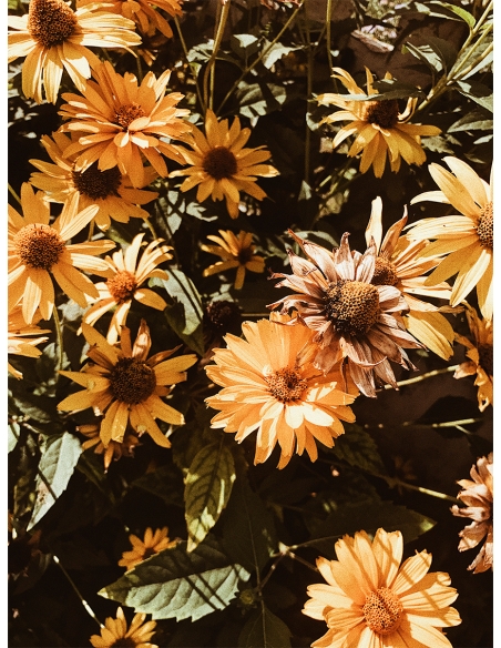 Lámina Flores Amarillas