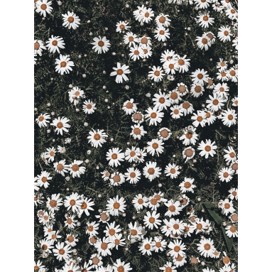 Lámina Flores Blancas