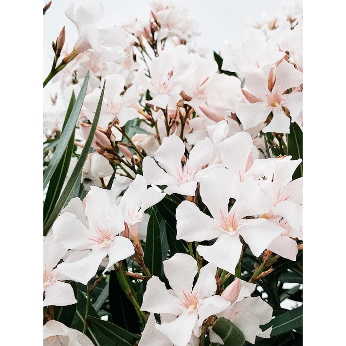 Lámina Flores Blancas 5 Pétalos
