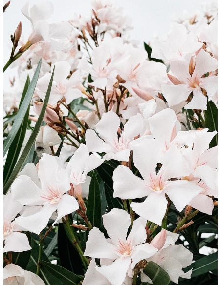 Lámina Flores Blancas 5 Pétalos