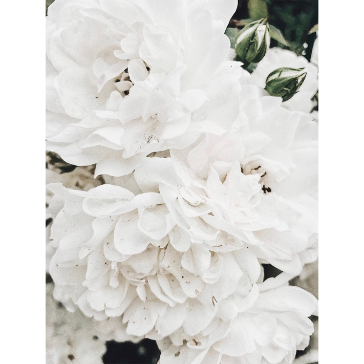 Lámina Flores Blancas