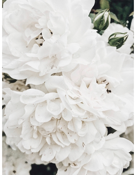 Lámina Flores Blancas