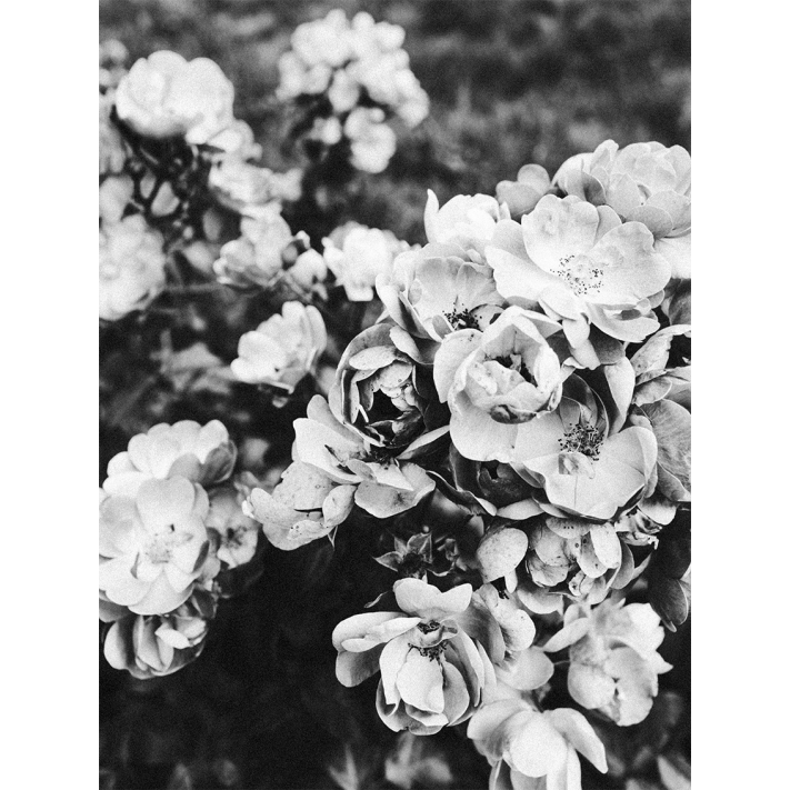 Lámina Flores Blanco y Negro